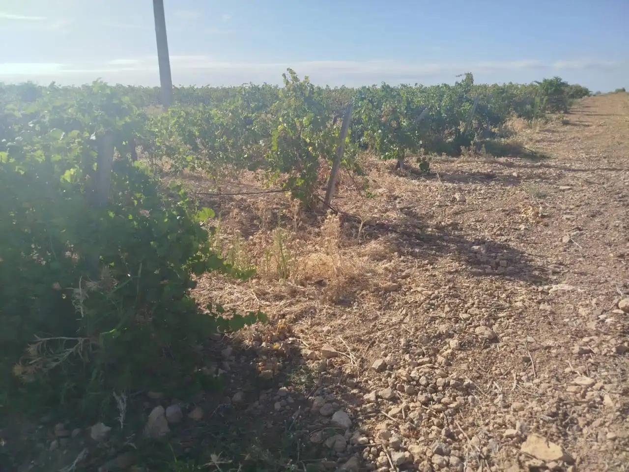 Terreno rustico in vendita a Alcázar de San Juan, imagen 4