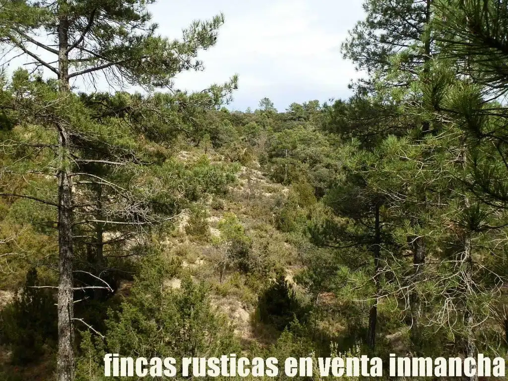 Terreni e lotti in vendita a Carboneras de Guadazaón, imagen 15