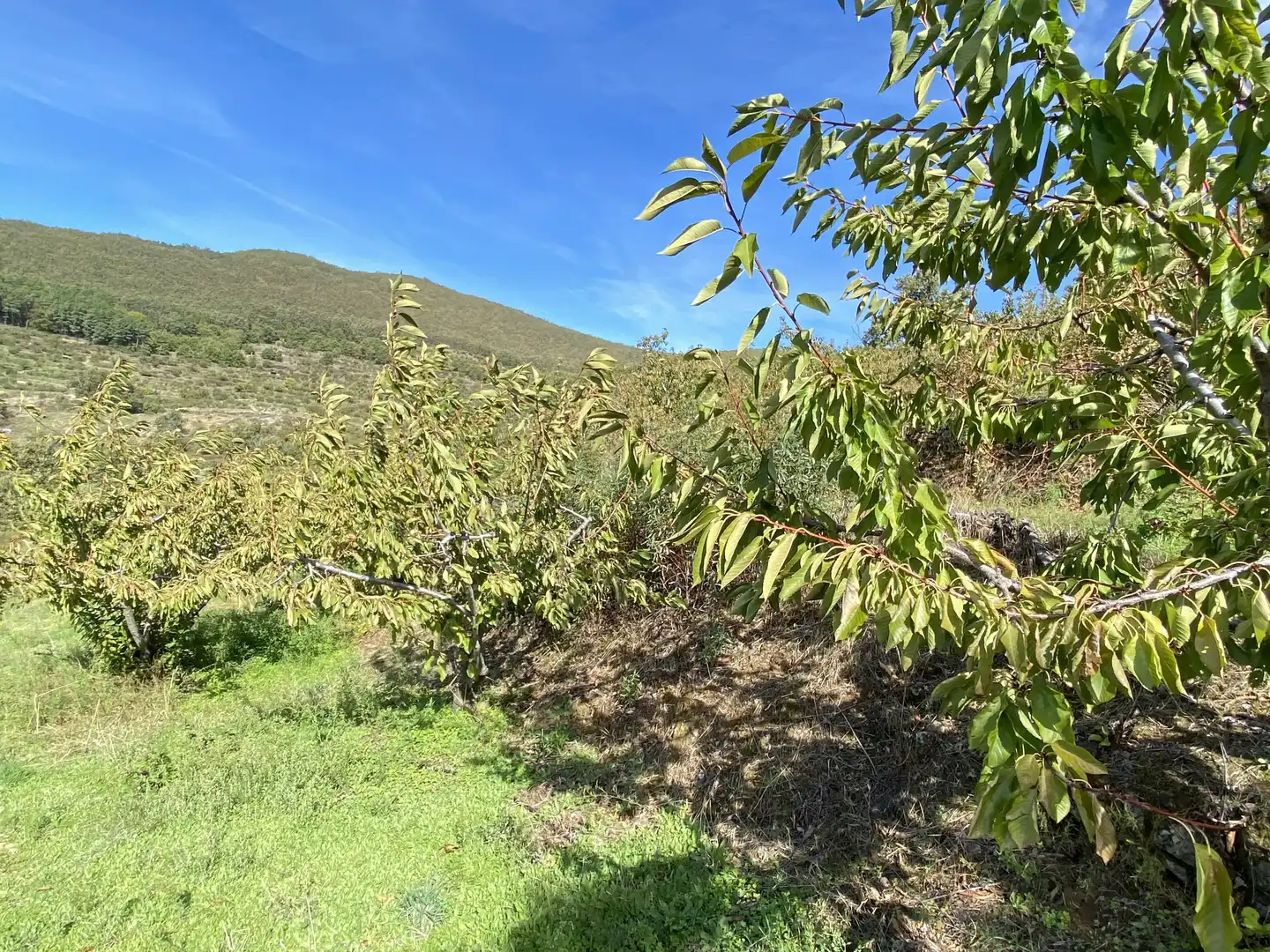 Terreni e lotti in vendita a Barrado, imagen 10