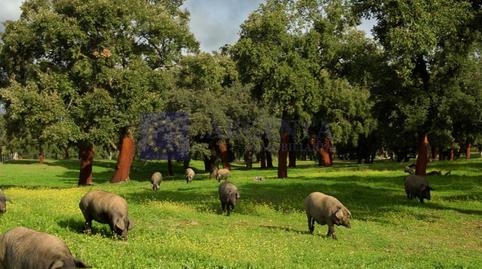 Photo 5 of House or chalet for sale in Poligono 8 Paraje 77 Grupo 2 Prejigo, Monroy, Cáceres