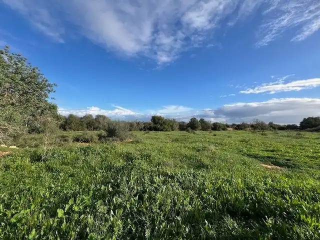 Terrenys i solars en venda a Ses Salines, imagen 7