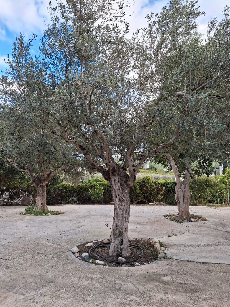 Jardí de Finca rústica de lloguer en Álora amb Aire condicionat, Terrassa i Piscina