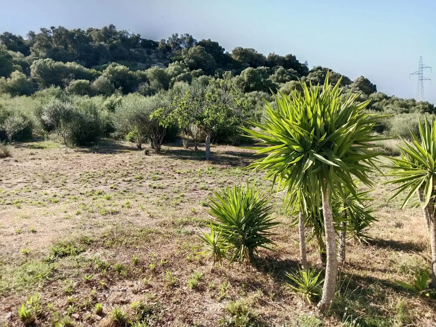 Casa o xalet en venda en Petra amb Jardí privat, Terrassa i Moblat