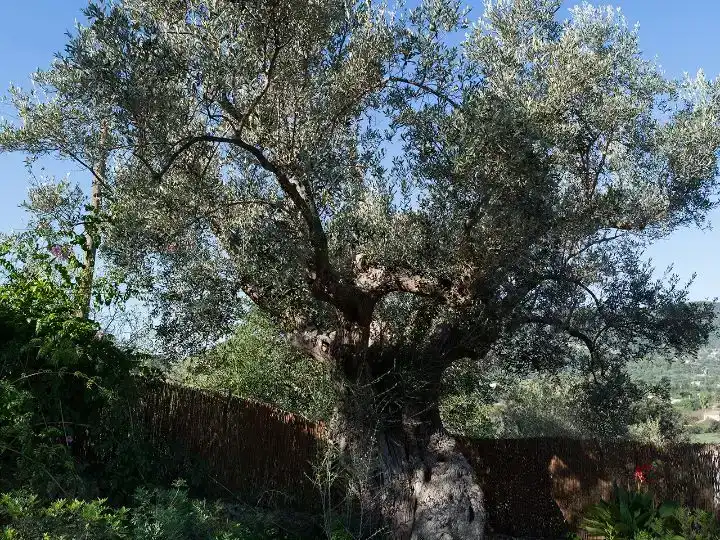 Garden of Flat for sale in Alaró  with Air Conditioner and Balcony