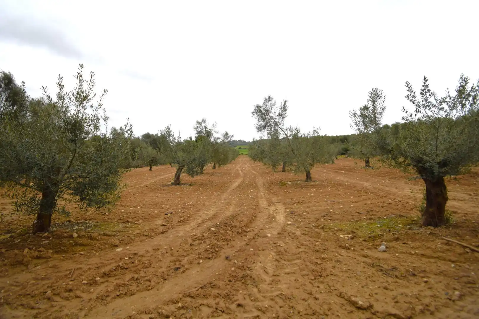 Rural land for sale in Muro, imagen 13