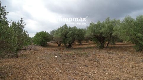 Finca rustica de olivos en venta en Xerta, imatge 2