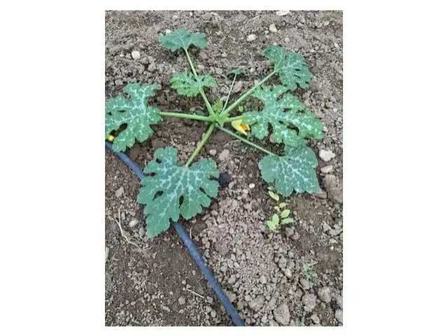Garten von Residential zum Verkauf in Cheste