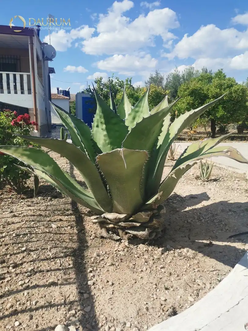 Jardín de Casa o chalet en venta en Novelda con Aire acondicionado, Terraza y Trastero