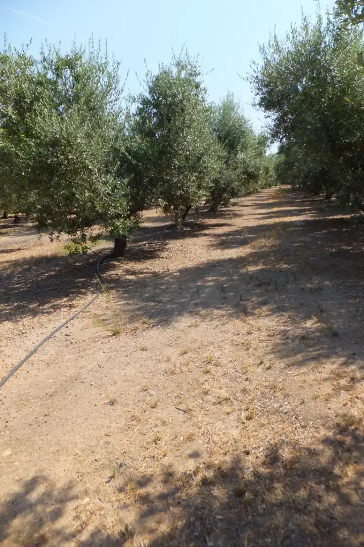 Terreno rústico en venta en Vial Camino, imagen 21