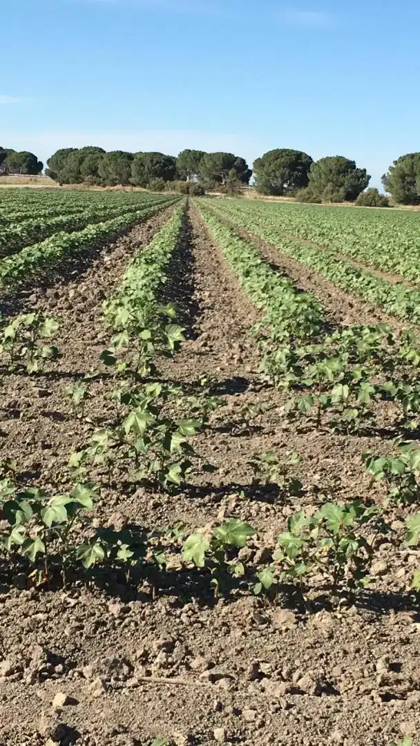 Finca rústica en venda en Las Cabezas de San Juan, Sevilla