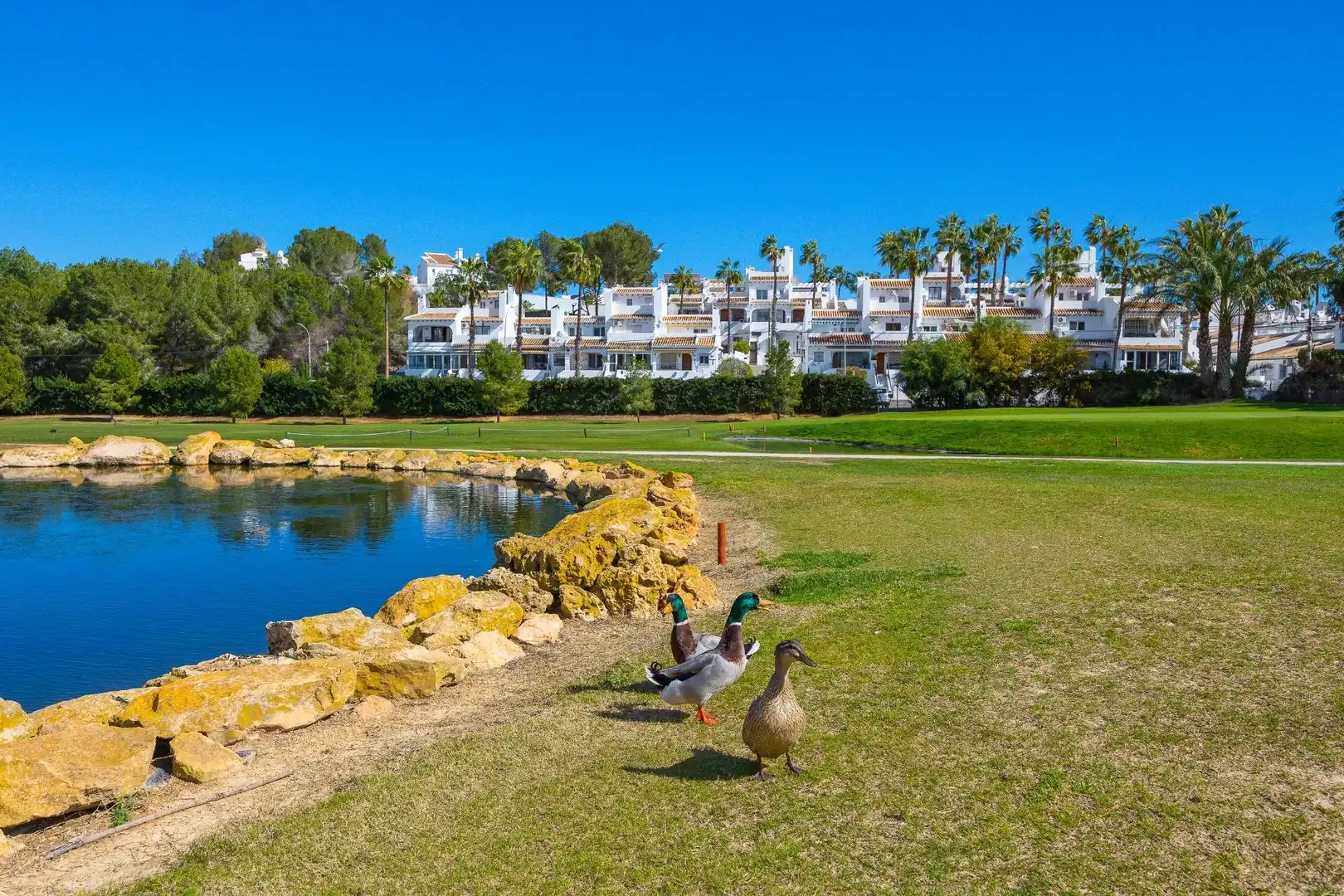 Mini appartamento con terrazza in affitto a Campo de Golf Lomas de Campoamor, imagen 79