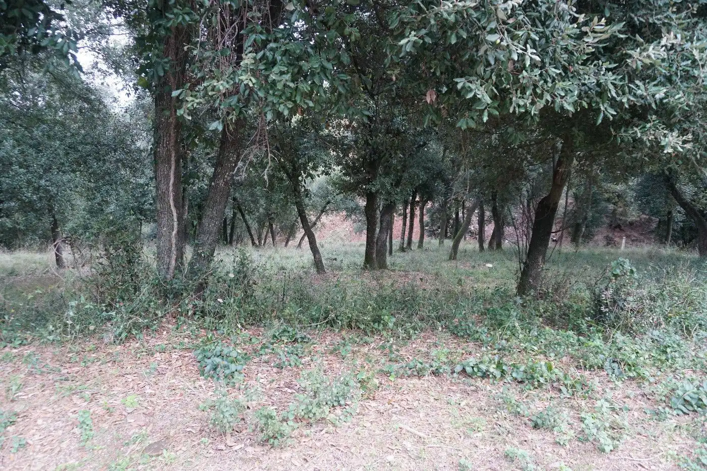 Terreny residencial en venda a Sant Pere de Vilamajor