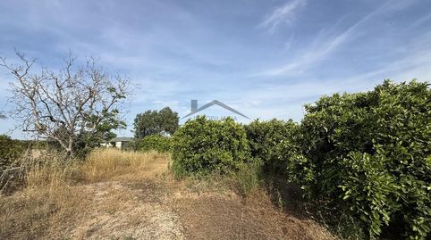 Terreno de naranjos con posibilidad de construir, immagine 5