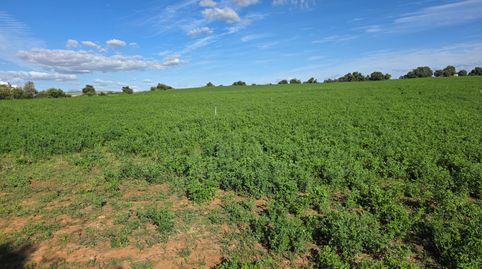 SE VENDE PARCELA AGRICOLA  EN ARCOS DE LA FRONTERA, imagen 2