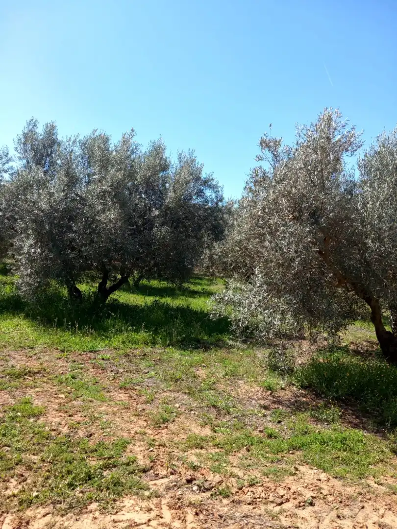 Terreni e lotti in vendita a Atarfe, imagen 4