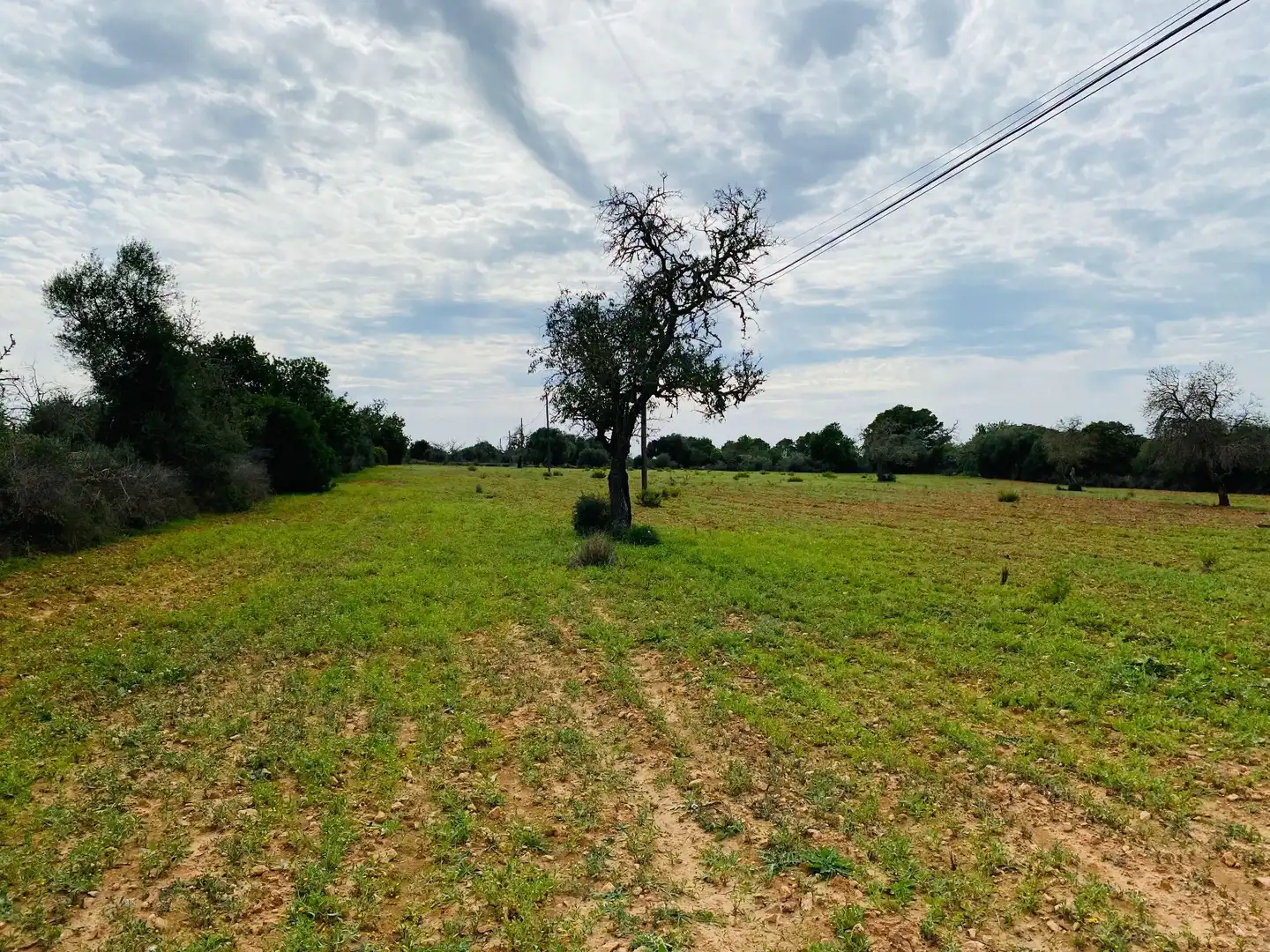 Rural land for sale in Felanitx Poble, imagen 3