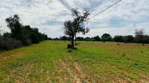 Photo 3 of Residential for sale in Felanitx Poble, Felanitx