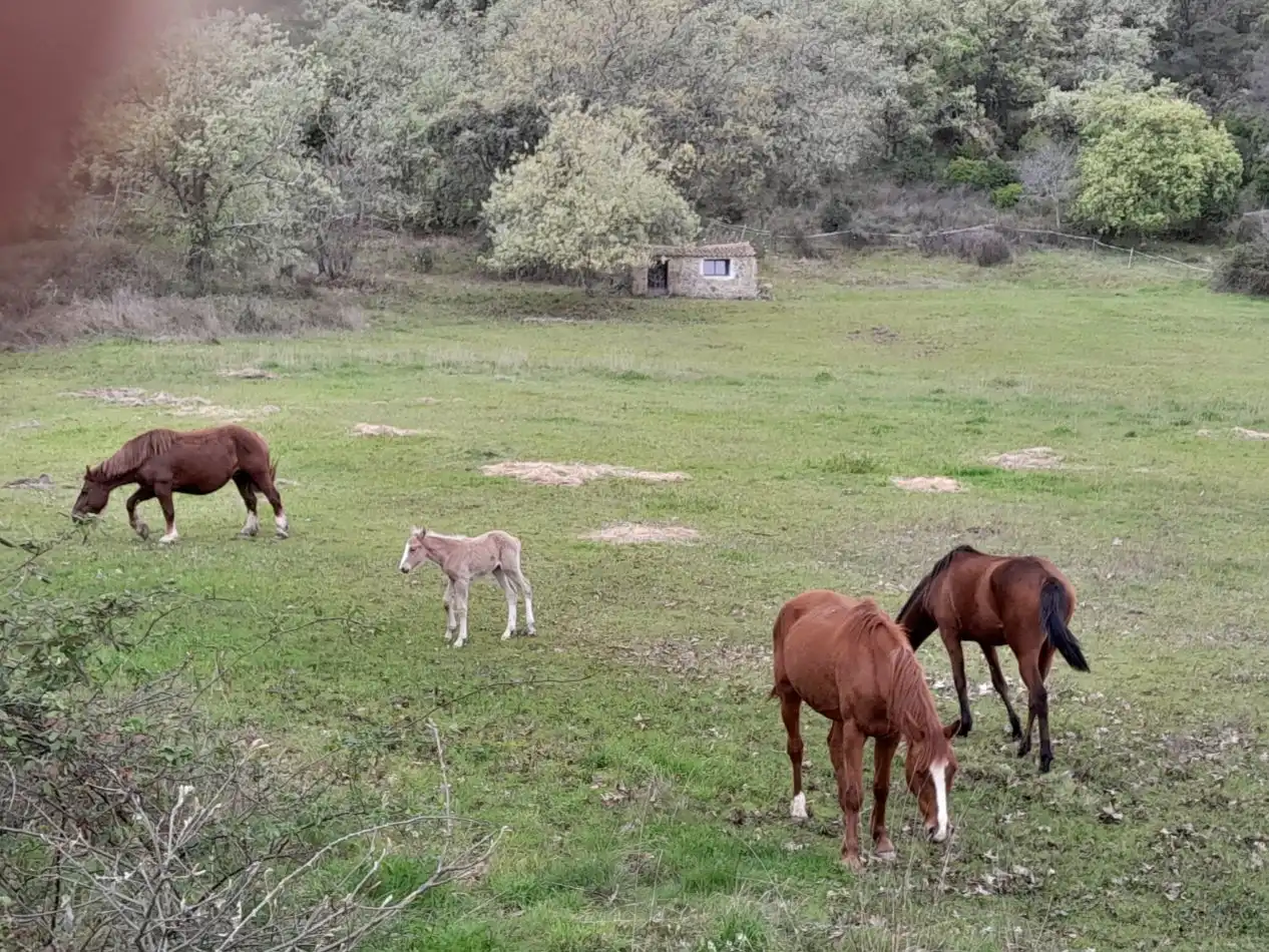 Terreni e lotti in vendita a Camino viejo de poyales 16, imagen 4