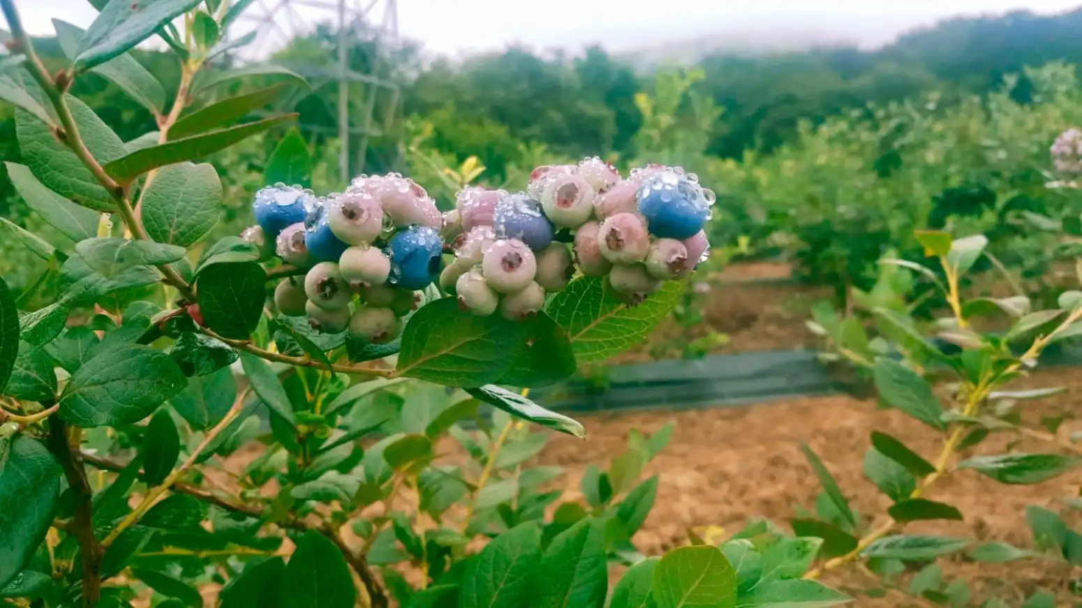 Terreni e lotti in vendita a Rasillo - RASILLO, imagen 5