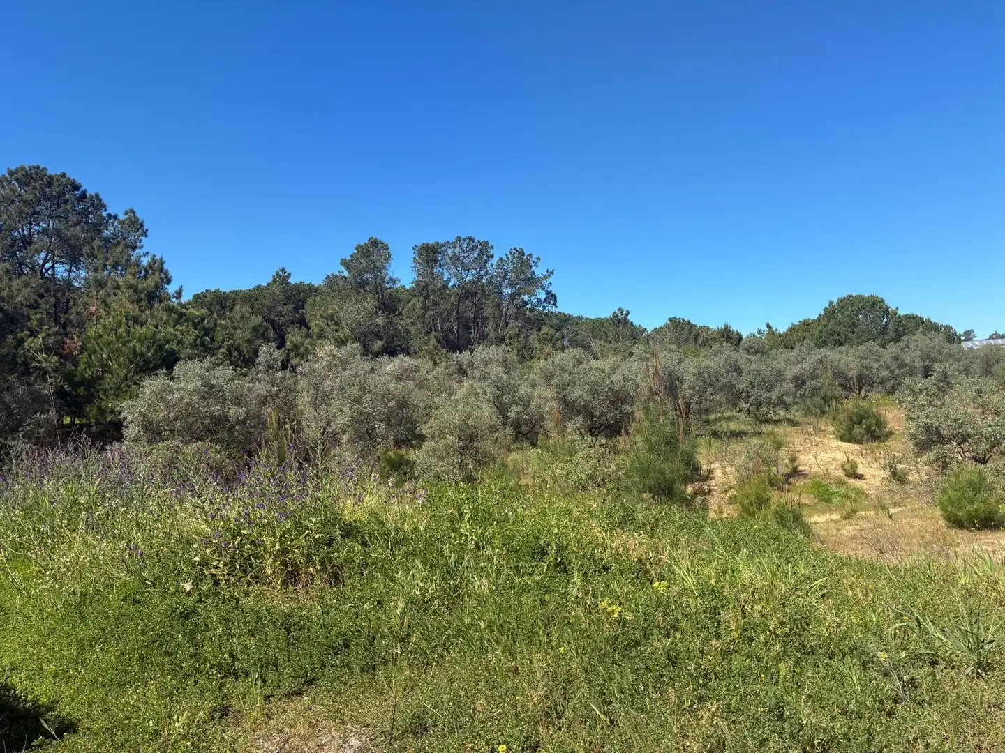 Terreno en venta en Gibraleón