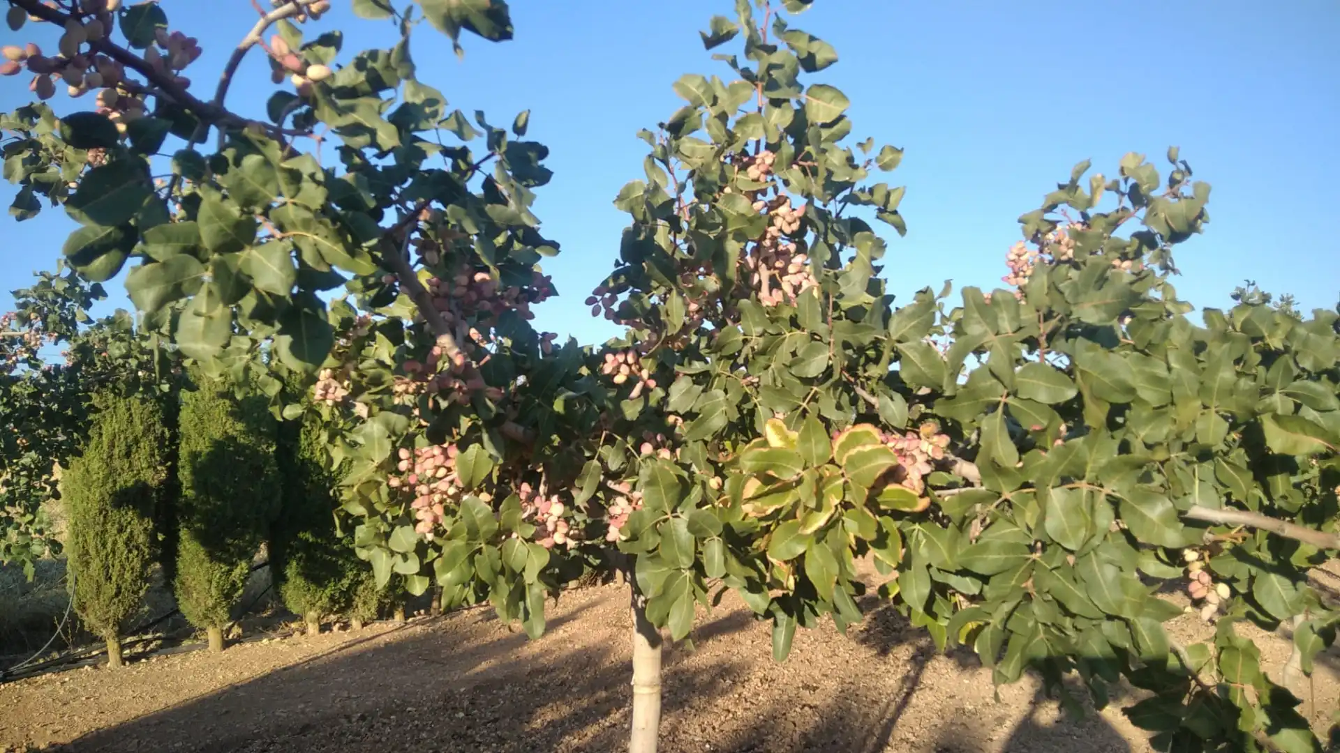 Jardí de Casa o xalet en venda en Ciudad Real amb Calefacció, Jardí privat i Traster