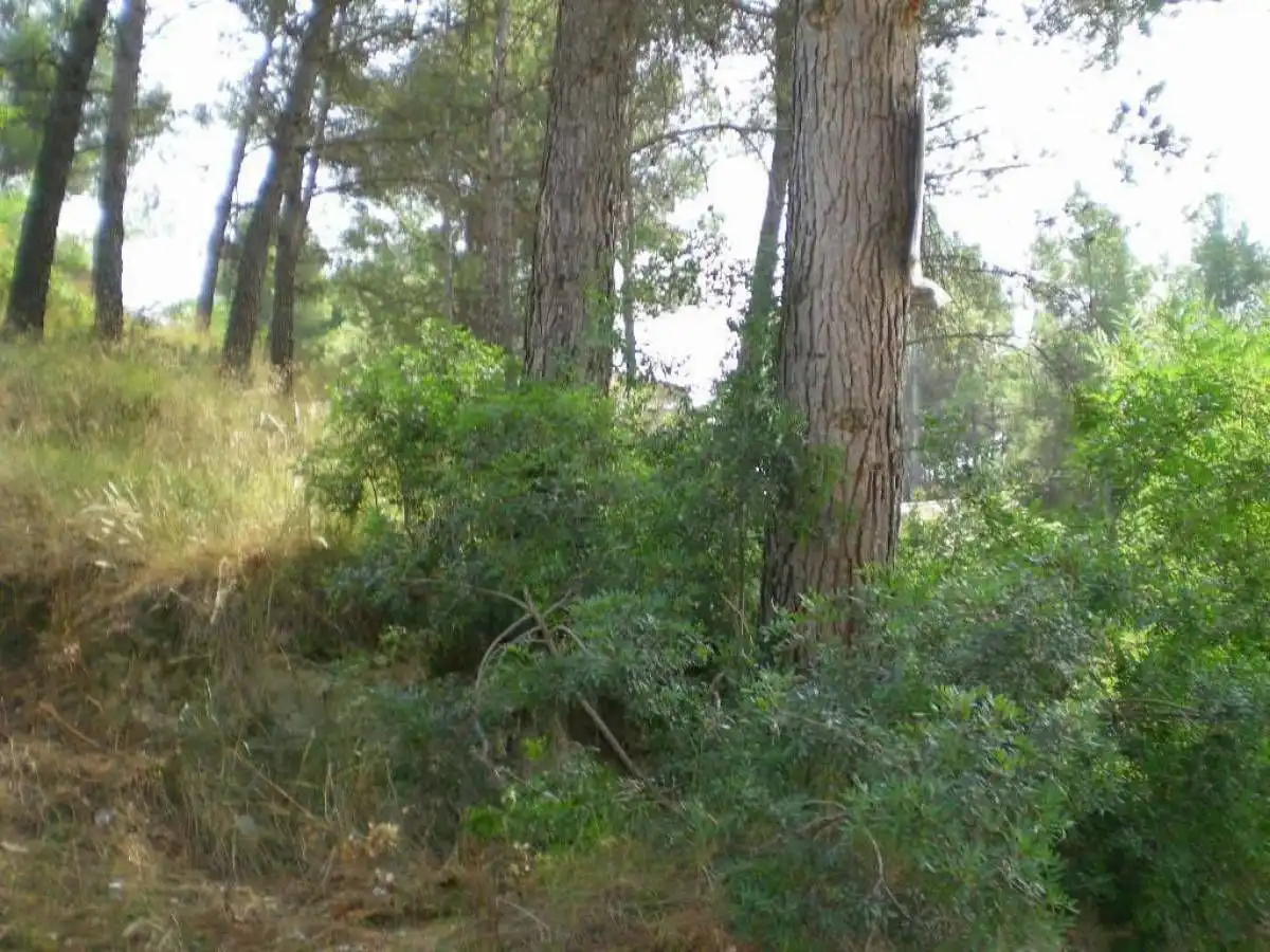 Terrenos y solares en venta en Castellgalí, imagen 3