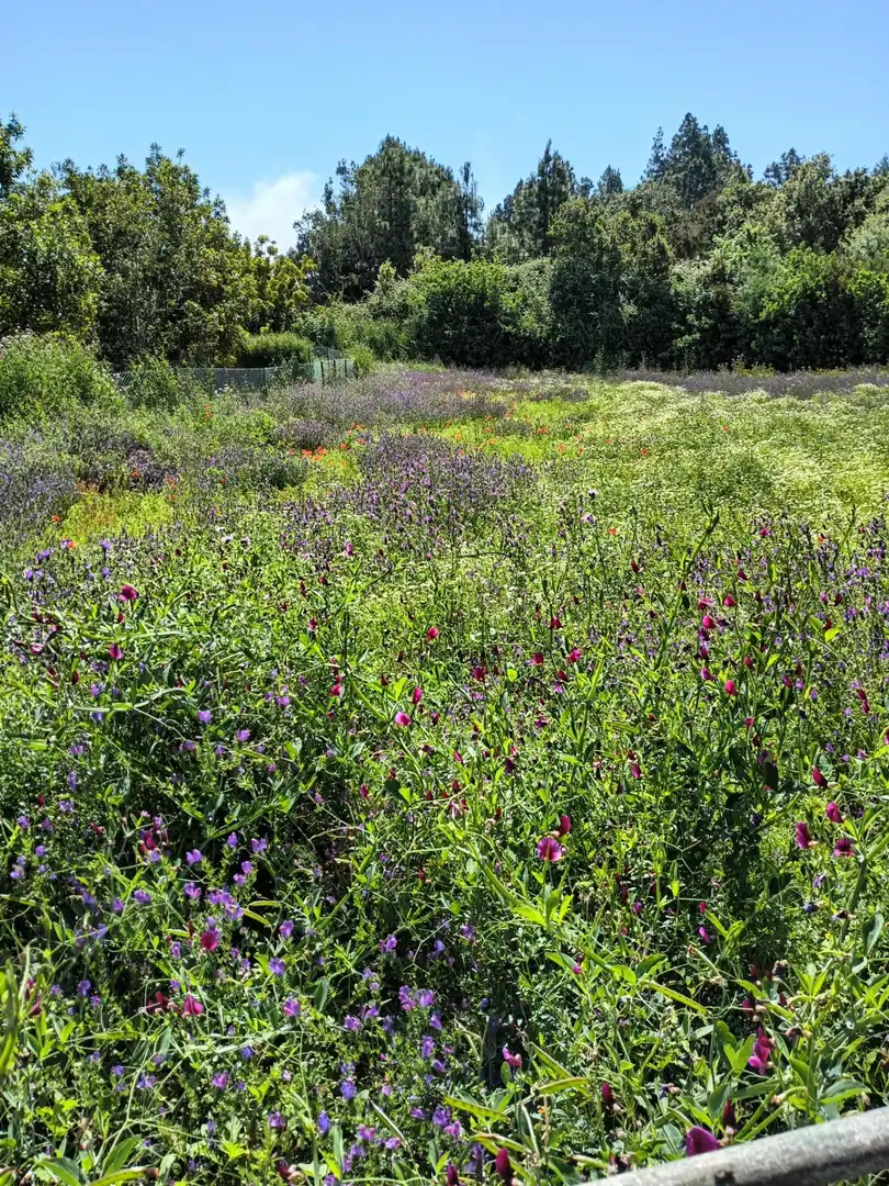 Jardín de Finca rústica en venta en Garachico