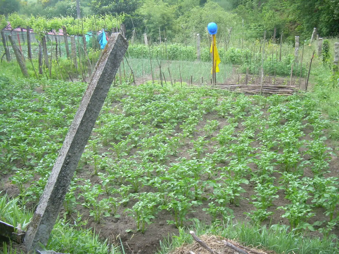 Terreny rústic en venda a A Cañiza, imagen 3