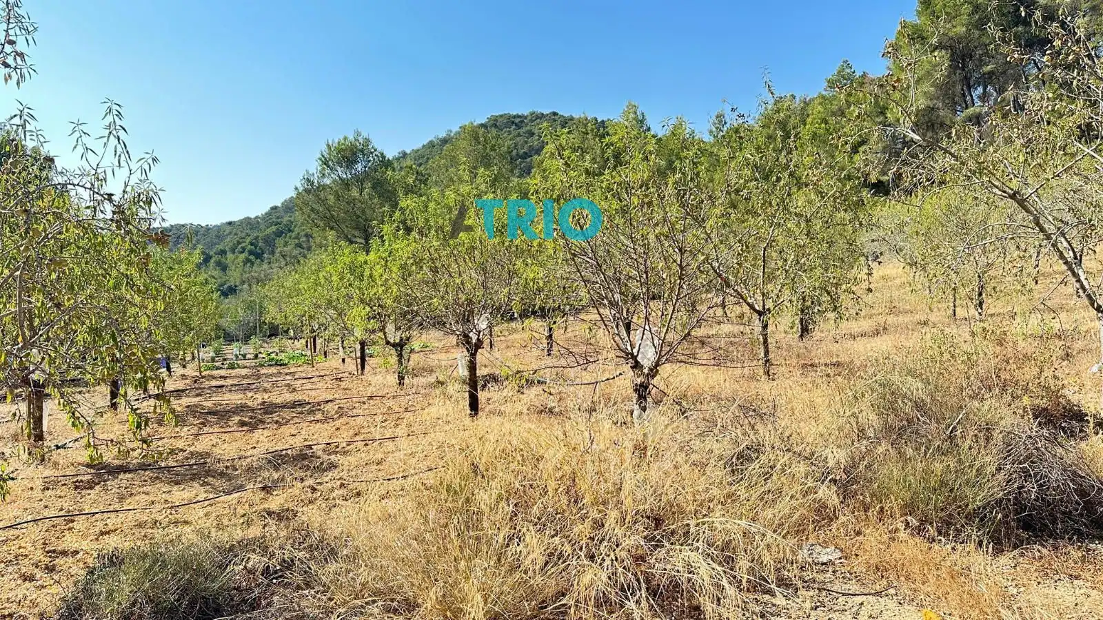 Terreno rustico in vendita a Algaida, imagen 4