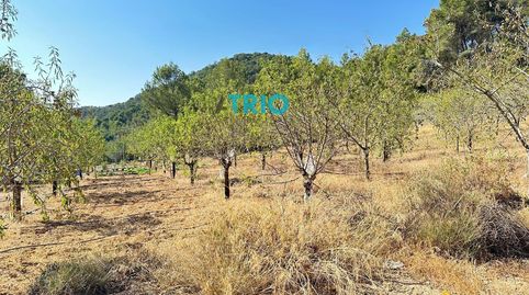 Parcela rústica de 4.485 m en Algaida, zona Puig de ses Bruixes, immagine 4