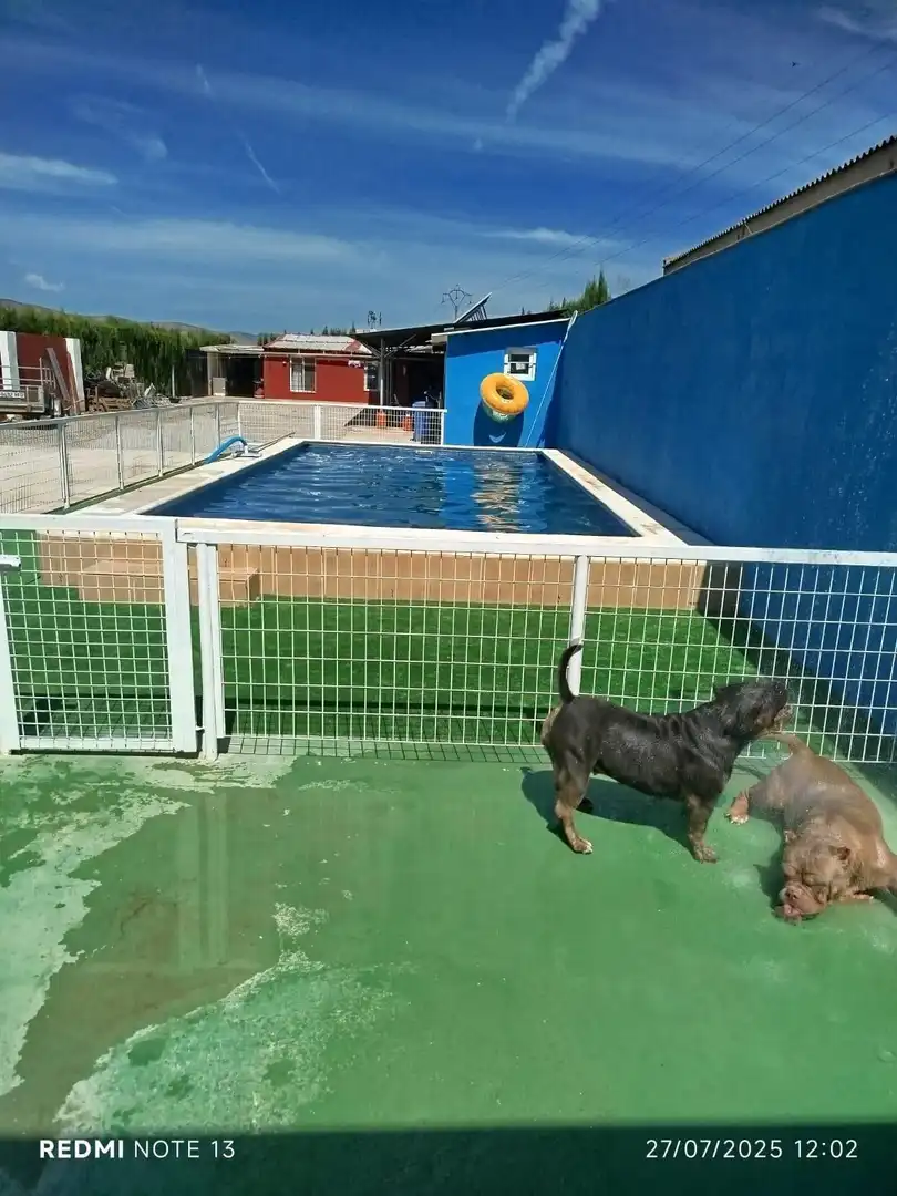 Swimming pool of Houses for sale in Pedralba  with Air Conditioner, Swimming Pool and Alarm