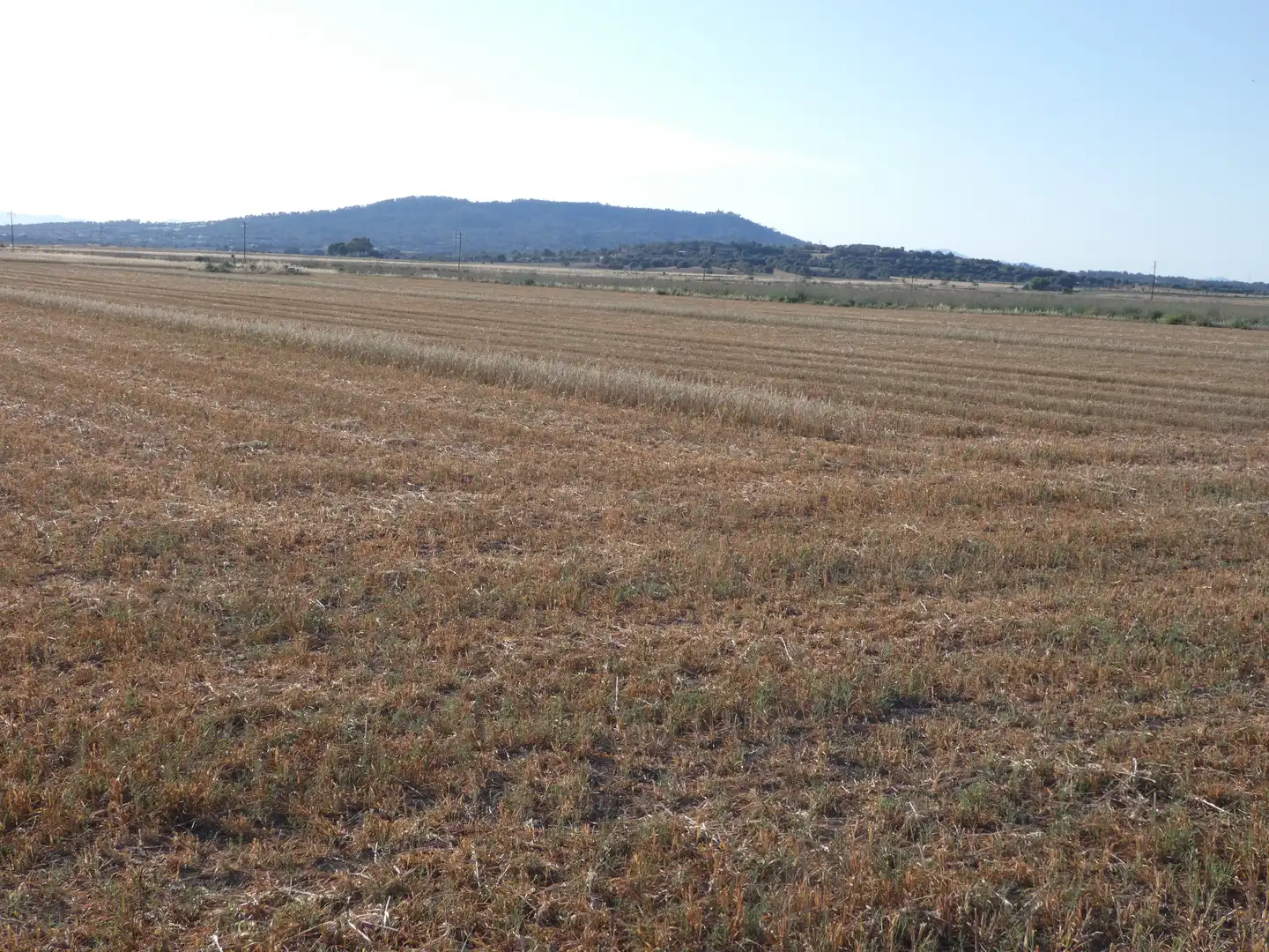 Terreno rustico in vendita a Vilafranca de Bonany, imagen 5