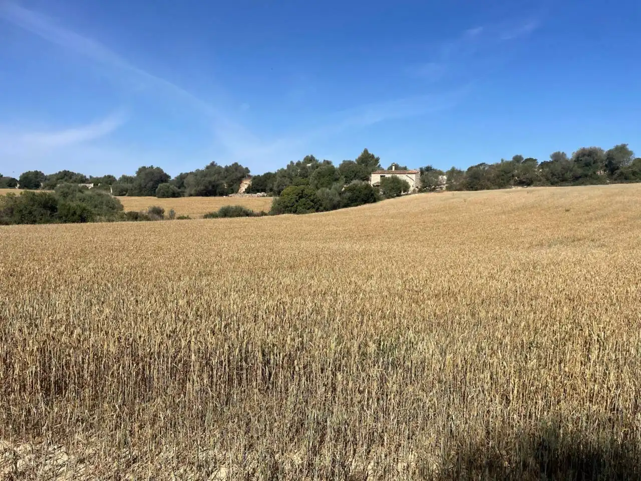 Grundstücke und Bauplätze zum Verkauf in Muro, imagen 3