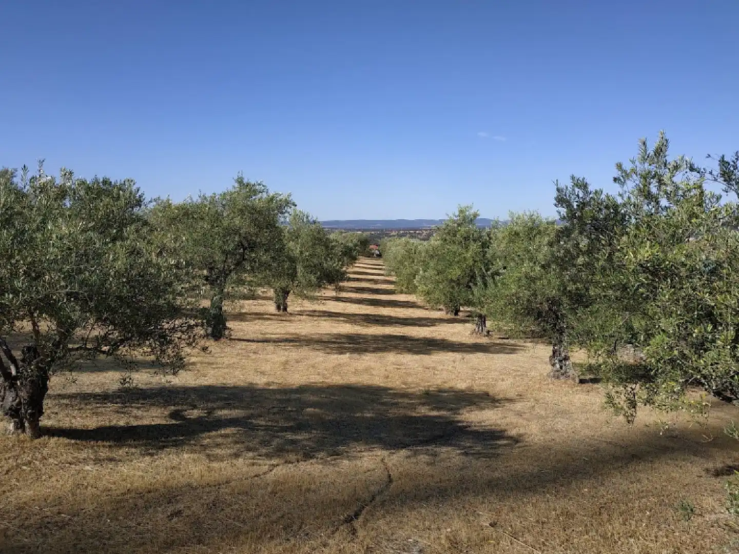 Terreni e lotti in vendita a Malpartida de Plasencia, imagen 3