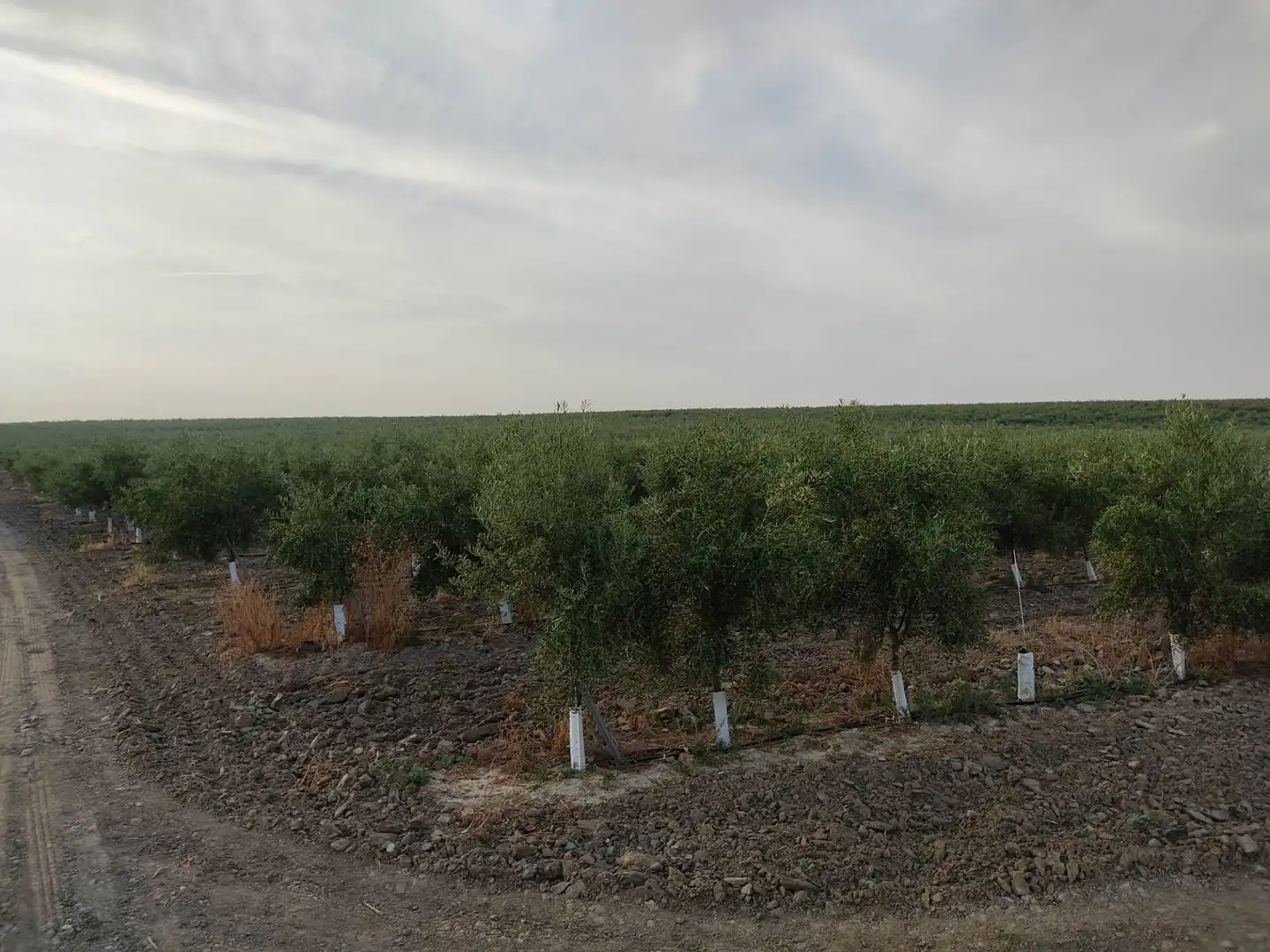 Terreni e lotti in vendita a Pedanías Sur, imagen 7