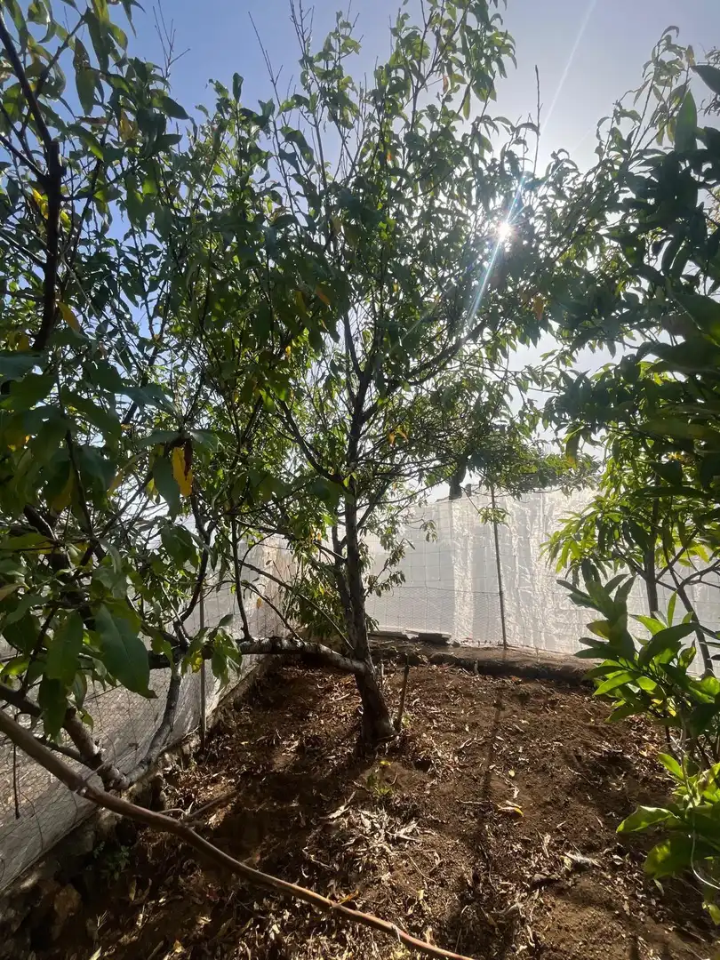 Jardín de Residencial en venta en El Pinar de El Hierro