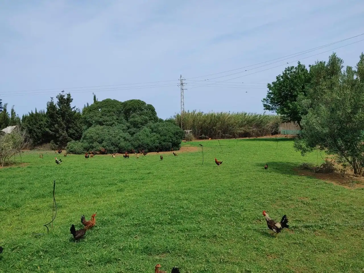 Garden of Land for sale in Chipiona