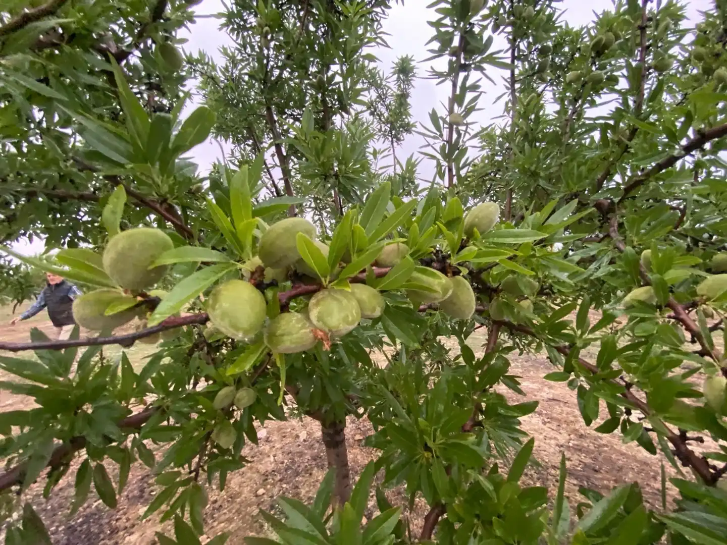 Terreni e lotti in vendita a Guadahortuna, imagen 10