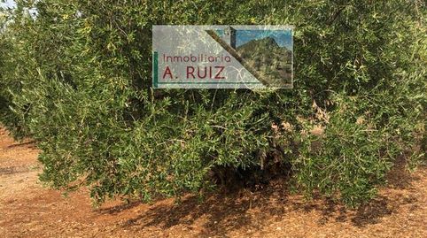 Foto 3 de Terreny en venda a Priego de Córdoba, Córdoba