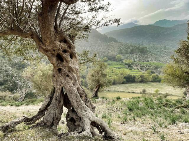 Terreno residencial en Venta en Bunyola