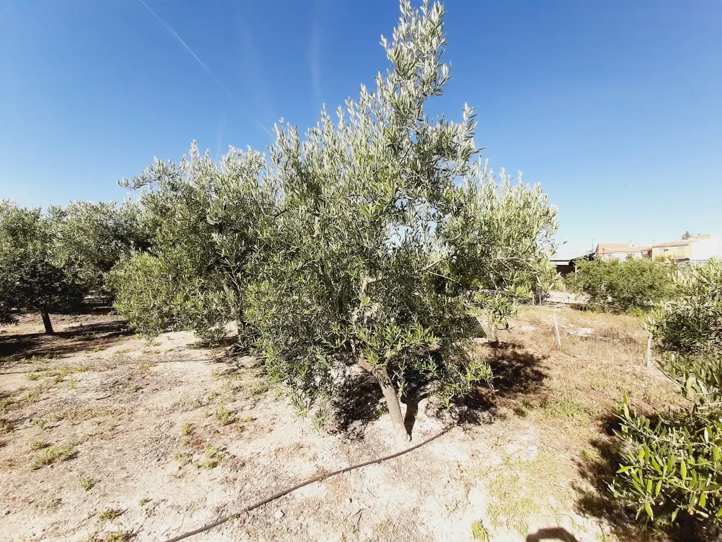 Lands and plots for sale in Mula, imagen 18