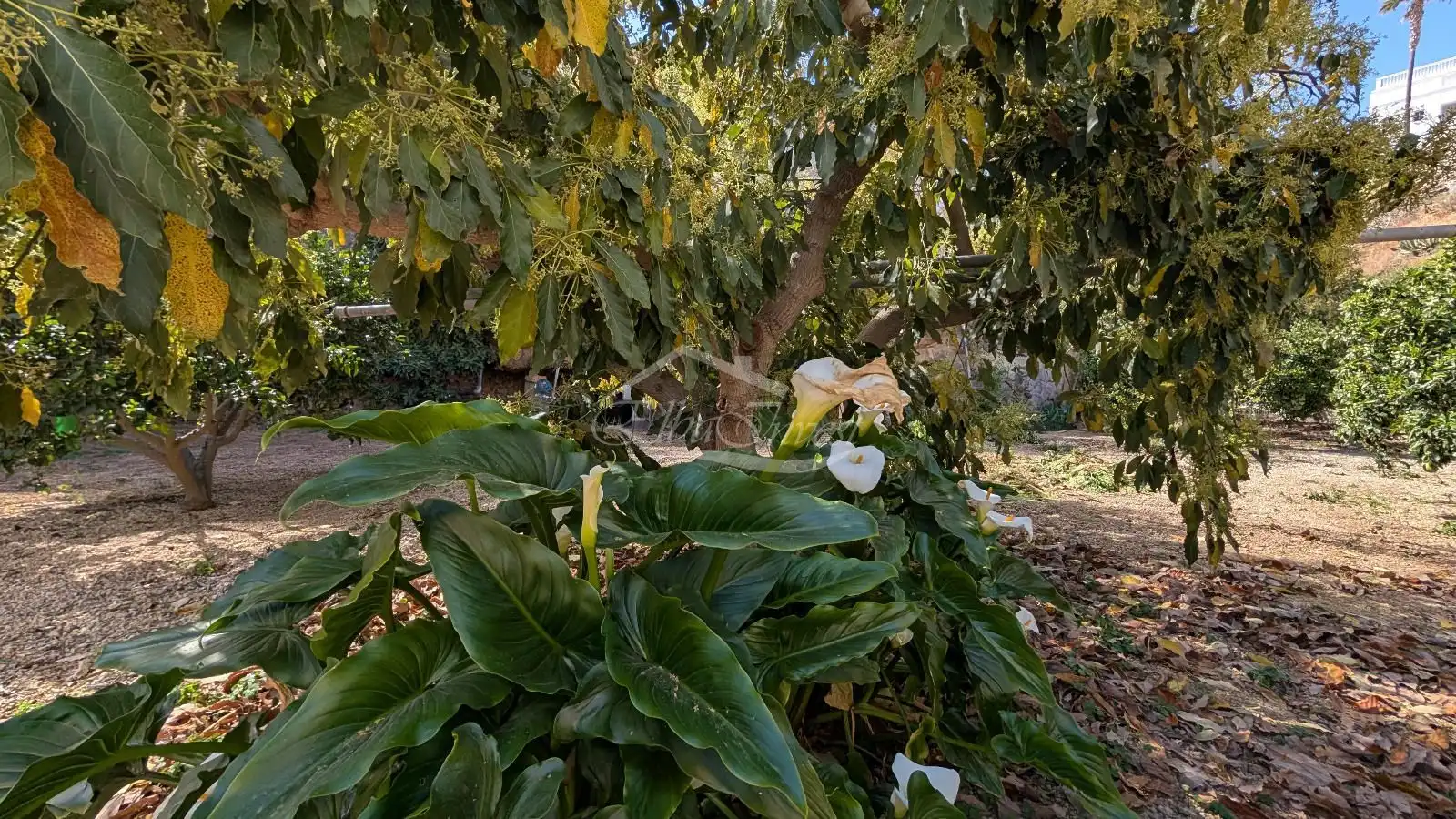 Jardín de Casa adosada en venta en San Miguel de Abona con Jardín privado, Trastero y Amueblado