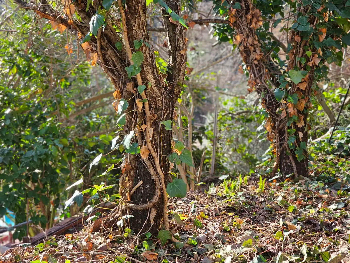 Wohnbaugrundstück zum Verkauf in Corbera de Llobregat, imagen 9