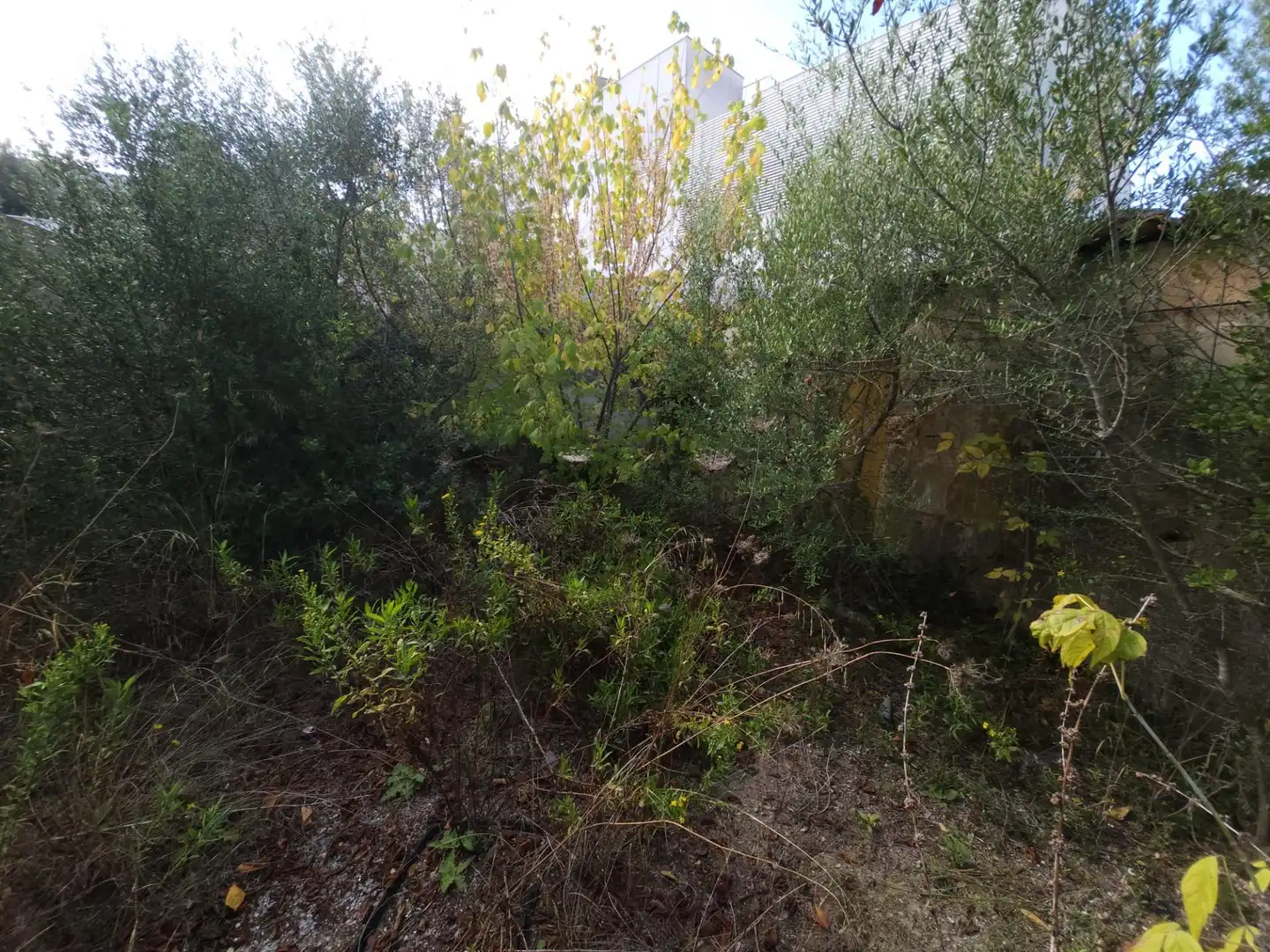 Grundstücke und Bauplätze zum Verkauf in Muro, imagen 5