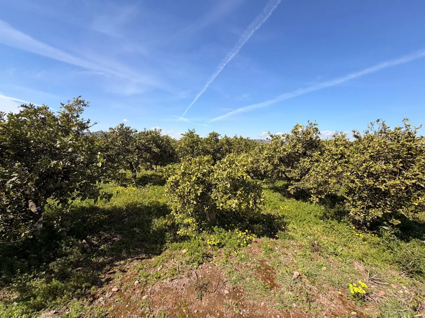 Rural land for sale in Almenara, imagen 14