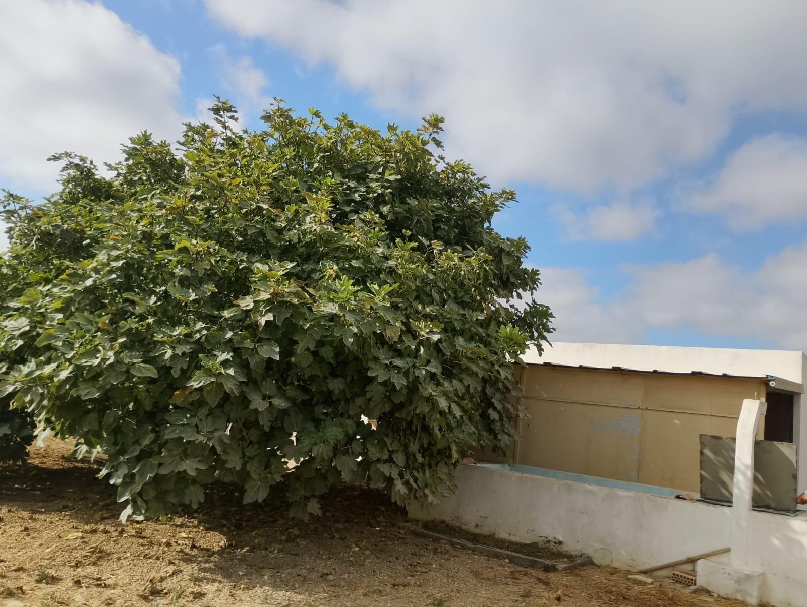 House or chalet for sale in Chiclana de la Frontera