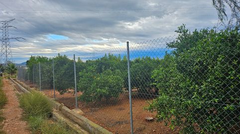 CLEMENULES Y AGUACATES EN  SANTA QUITERIA, imatge 2