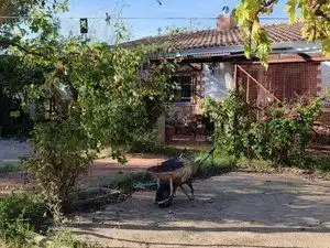 Jardín de Terreno en venta en Piedrabuena