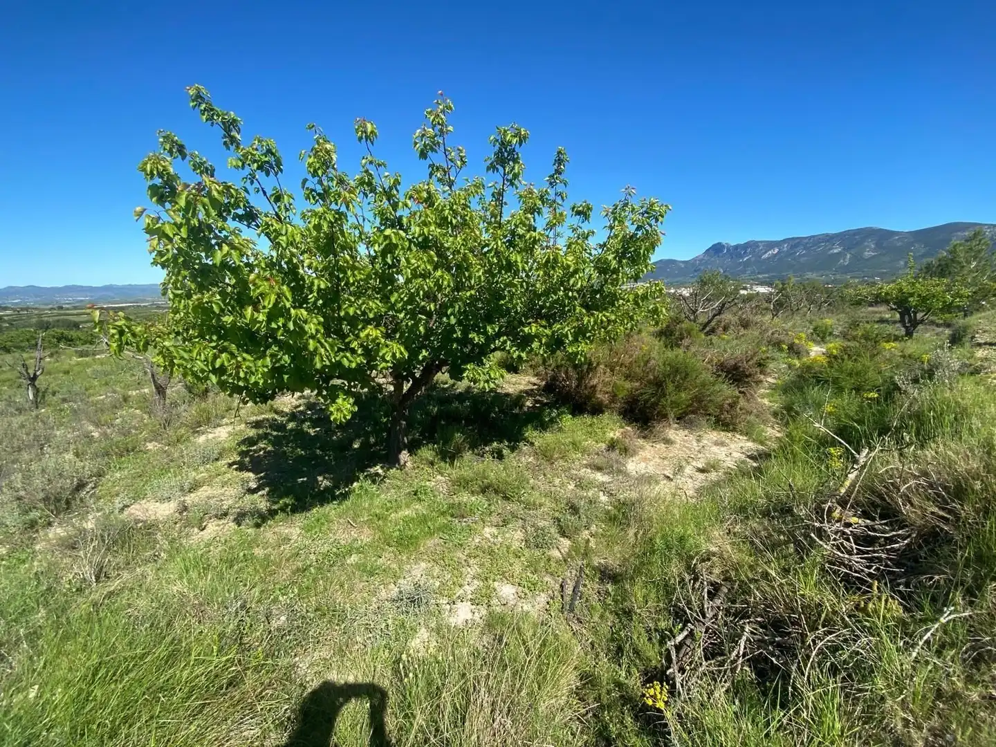 Rustikales Grundstück zum Verkauf in El Palomar, imagen 8