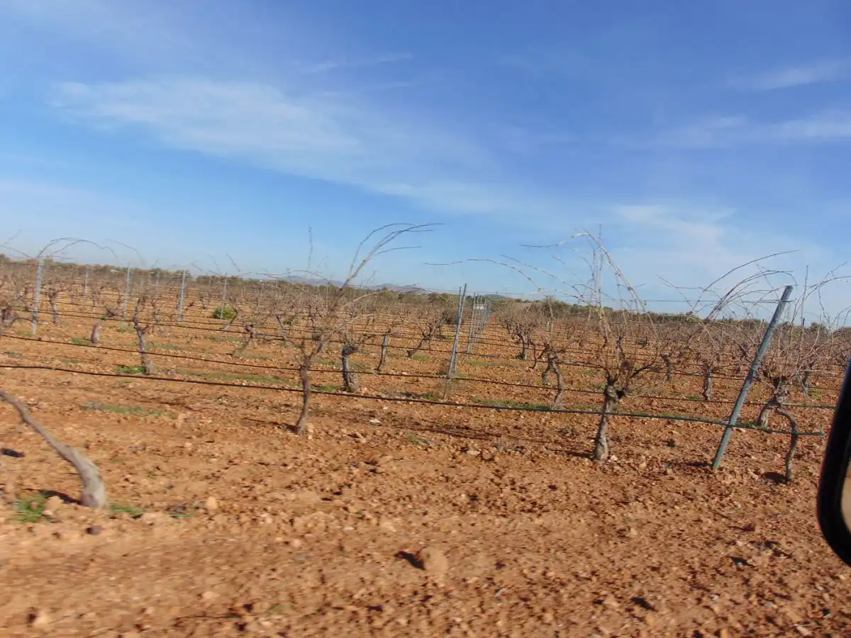Rural land for sale in Valdepeñas, imagen 36